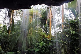 植物園,植物,大瀑布