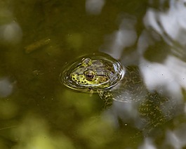青蛙,牛蛙,兩棲類(lèi)