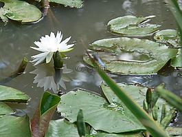 白莲花,植物,矮莉莉