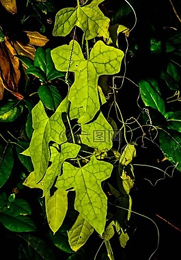 植物,野生,性質(zhì)