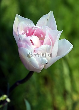 郁金香,花瓣,花