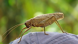 昆蟲(chóng),自然,動(dòng)物