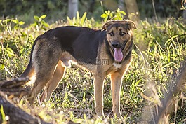 狗,德國牧羊犬,動物