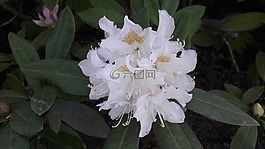 rodedenhron,白,白rodedenhron