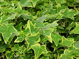 常春藤,綠色的植物,性質(zhì)