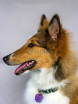 牧羊犬,狗,寵物