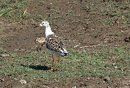 鳥,ruff,calidris的過程中向pugnax family office