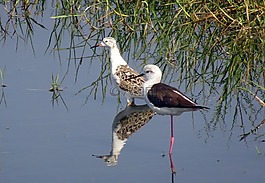 鳥,ruff,calidris的過程中向pugnax family office