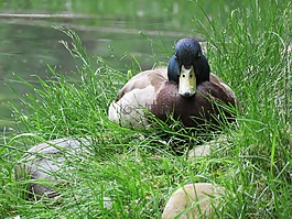鴨,鳧,鳥