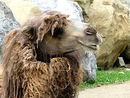 駱駝,動物,動物園