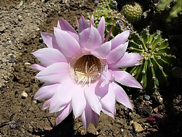 性質(zhì),花,植物