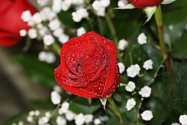 玫瑰,花,紅玫瑰