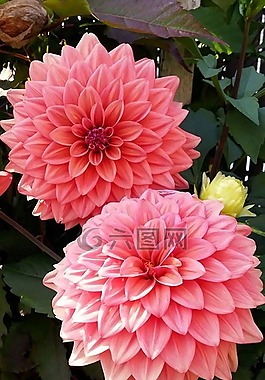 大麗花,粉紅色的花朵,鮮花