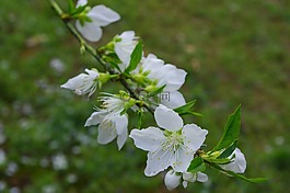 春天,花,白色