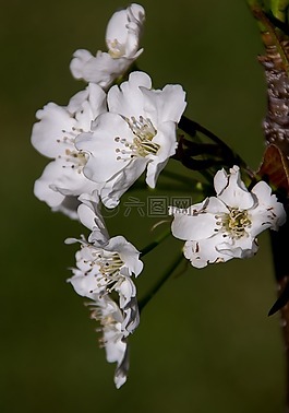 开花,鲜花,纳西梨
