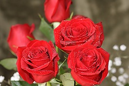 玫瑰,紅玫瑰,3玫瑰