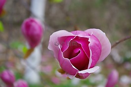 春天,广玉兰花,粉色