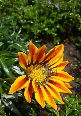 性質(zhì),植物,花