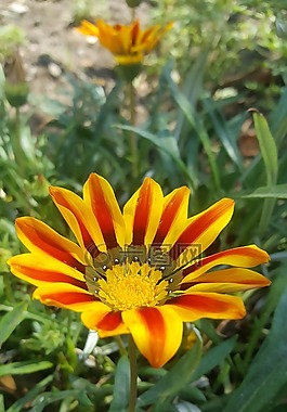 性質(zhì),植物,花