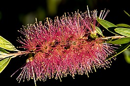 bottlebrush,花,红千层