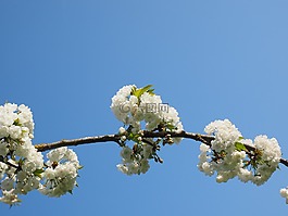 櫻花,白,櫻桃