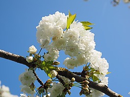 櫻花,白,櫻桃