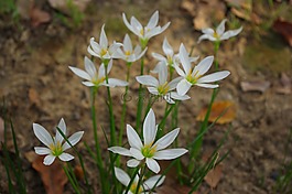 花,秋天,白色