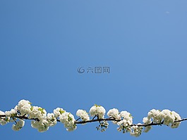 櫻花,白,櫻桃