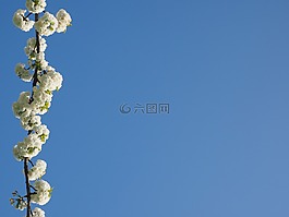 櫻花,白,櫻桃