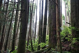 森林,綠色,亞速爾群島