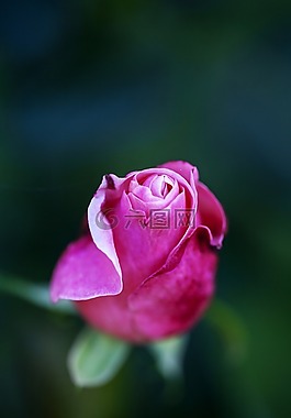 玫瑰,粉紅色,花