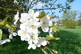 開花,櫻花,樹