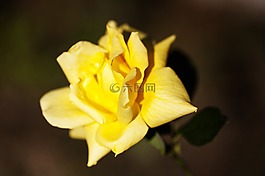 玫瑰,黃色,花