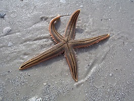 海星,海滩,沙