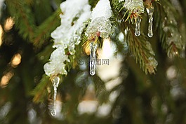 冰,雪,樹