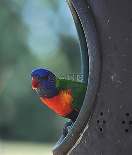 澳洲鸚鵡,鳥,彩虹
