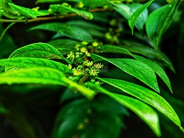 葉的,鮮花,綠色