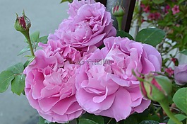 花,花園,綠色