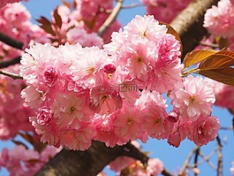 日本樱花展架