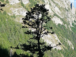 性質,樹,對著光
