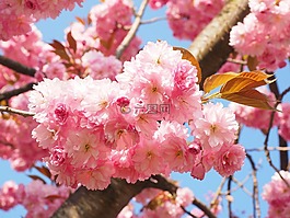 櫻花,日本櫻花,氣味