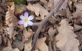 春,自然,花