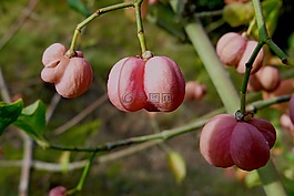 性質(zhì),鮮花,紅衣主教帽