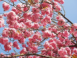 櫻花,日本櫻花,氣味