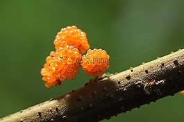 大自然,戶外,植物