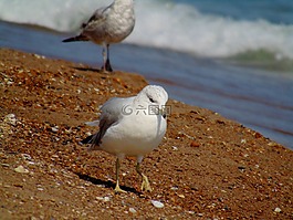 海鷗,海灘,湖