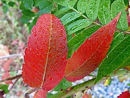 性質(zhì),葉,宏