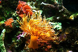 ?？?水族館,海蜇