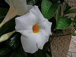diplodenia,性質(zhì),鮮花