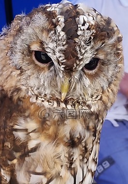 貓頭鷹,鳥,野生動物